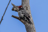 Nutthalls Woodpecker