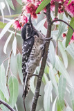 Nutthalls Woodpecker