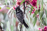 Nutthalls Woodpecker