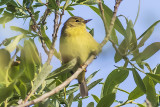 Orange-crowned Warbler