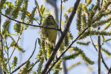 Orange-crowned Warbler