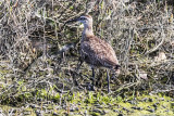 Whimbrel