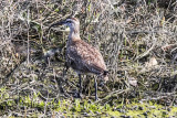 Whimbrel