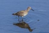 Willet