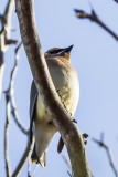 Cedar Waxwing