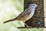 White-crowned Sparrows