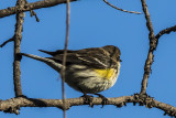 Yellow-rumped Warblers