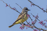 Western Kingbird