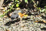 Spotted Towhee