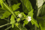 Baby Blue Eyes (Nemophila notata)