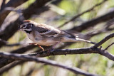 American Lark Sparrow