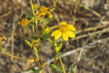 San Diego Sunflower (<em>Viguiera laciniata</em>)