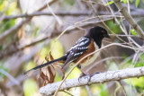 Spotted Towhee