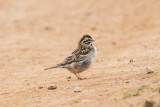 American Lark Sparrow