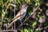 Flycatchers, Phoebes, Wood-pewees