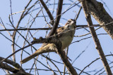 American Lark Sparrow