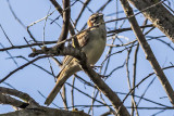 American Lark Sparrow