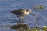 Short-billed Dowitcher