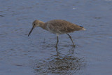  Willet