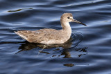 Willet