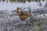 Long-billed Curlew