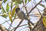 Bushtit