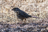 Golden-crowned Sparrow