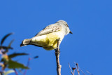 Cassin's Kingbird