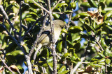 Hutton's Vireo