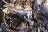 White-breasted Nuthatch