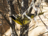 Common Yellothroat