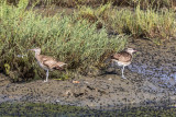 Whimbrel