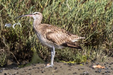 Whimbrel