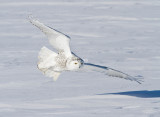 Snowy Owl _MG_0081.jpg