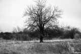 Tree in the Bird Sanctuary