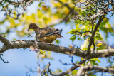 Mourning Dove 