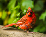 Cardinal