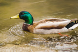 Mallard on Wilket Creek III