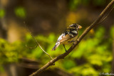 Rose-breasted Grosbeak