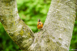 Robin on Birch