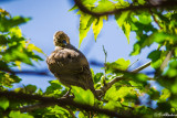 Preening