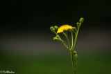 Sow Thistle I