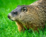 Groundhog  I