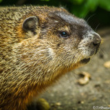 Groundhog  II