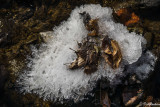 WINTER -- SNOW