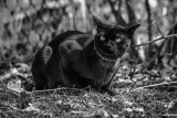 In Black and White
