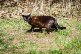 Cat in the Park I