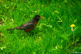 American Robin