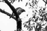 Red-tailed Hawk