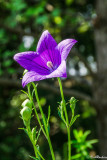 Bluebell at Noon II